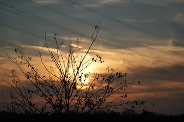 The silhouette of a shrub against the sun sinking into the clouds.