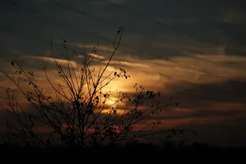 The same shrub a moment later, the sky darker and the sun lower.