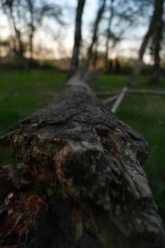 A fallen trunk seen from just above the bark, with trees and grass behind.