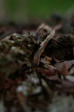 Rotting wood and pieces of bark up close.