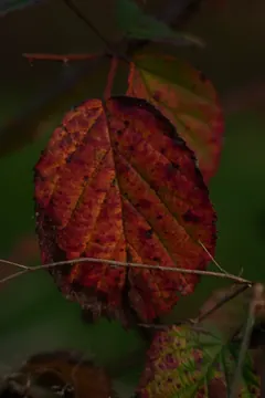 A red bramble leaf in the evening light.