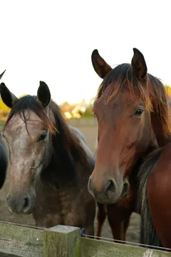 Two horses look over a wooden fence, their manes edged with warm evening light.