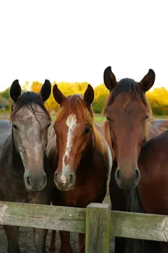 Three horses stand shoulder to shoulder at a wooden fence, facing the camera in warm evening light.