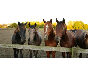 A group of curious horses gathers closely along a wooden fence, with golden trees behind them.
