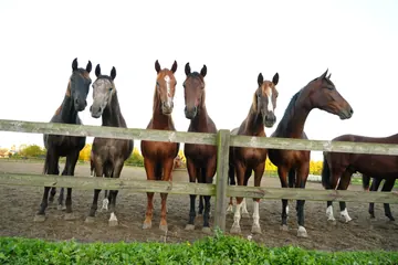 A row of horses behind a wooden fence faces the camera.