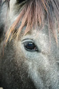 Close-up of a grey horse’s eye beneath strands of reddish mane.