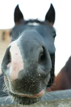 A horse’s large muzzle fills the foreground, with whiskers and bits of feed visible; its ears blur behind.