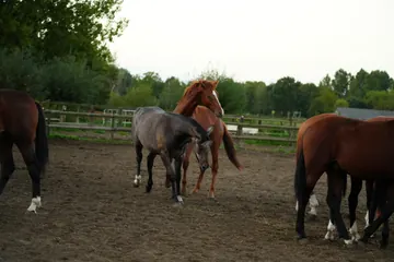 Grey and chestnut horses move among the herd in a sandy paddock.