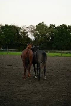 A chestnut and a grey horse stand close together, seen from behind in the evening paddock.