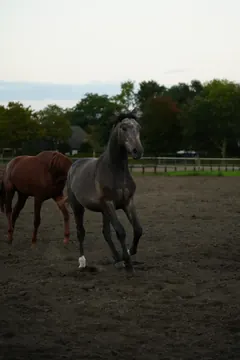 A grey horse steps toward the camera with one foreleg lifted; a chestnut horse stands behind.