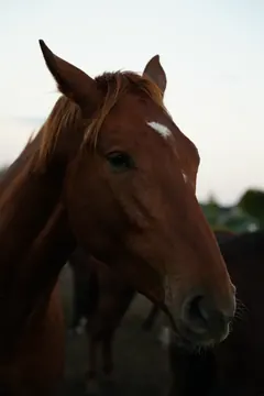 Close portrait of a chestnut horse with a small white forehead marking against pale evening sky.