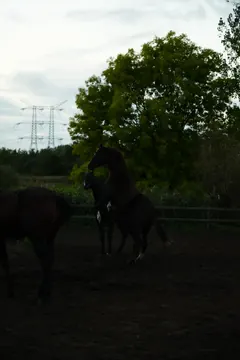 A dark horse rears in a dim paddock, with other horses, trees and power lines behind.