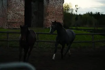 Two horses move through the dark paddock in front of the old brick tower.